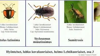 Hy&ouml;nteiset, lahko kovakuoriaiset, heimo Lehtikuoriaiset, osa 3 psylliodes leaf insect beetle Jams
