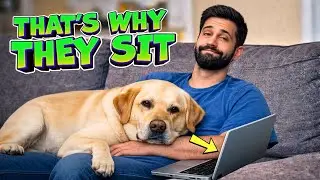 Why Dogs Sit on You — The Surprising Reason