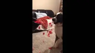 Dog trains for the very special role of Flower Dog in a wedding!