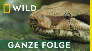 Amerika - Ganze Folge | Das tödliche Reich der Schlangen