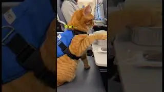 Giant cat misses his soldier