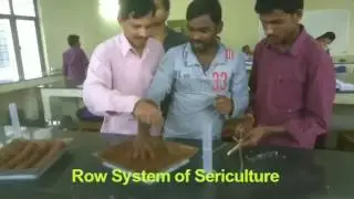 Row System of Sericulture