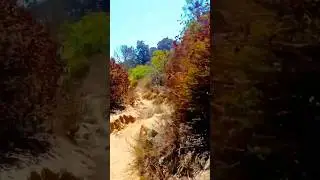 Sandy Path & Wildflowers