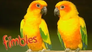 Fimbles | Bird Song | HD Full Episodes | Cartoons for Children | The Fimbles & Roly Mo Show