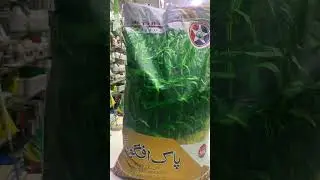 Pak Afgoi Maize Seed for fodder | Best Green Fodder for dairy Animals | White Corn Seed Kissan Ghar
