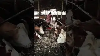 Rural Cattle Farming Life &ndash; Scientific Breeding & Strong Mother Cows