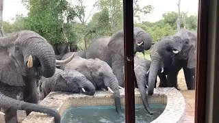 Herd Of Elephants Drinking From Pool