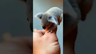 OMG...... this mini koala is so cute😱#trending#koala#shorts