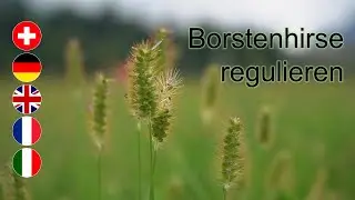 Borstenhirse regulieren - AGFF
