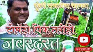 #indifert :-रणरणतं ऊन आणि त्यांनंतर सततचा पाऊस अशा बिकट वातावरणातही🍅 टोमॅटो पिक थाटात उभे आहे.