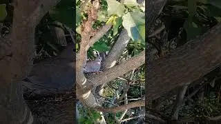 day 2.Dove 'Duifie' on the nest. Laughing dove, rooiborsduifie, lemoenduifie.