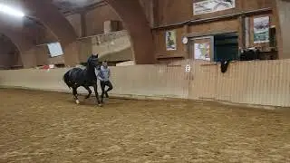 Hengste Schweres Warmblut Moritzburger K&ouml;rung 2020 Vorbesichtigung