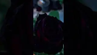 3 Black Rose Varieties #shorts #rose