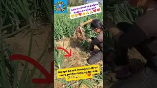 nindot kaayo imong Sebolyol guys unya kuhaon lang ug barato 😭😭🙏💪✌❤#farmers #farming #youtubeshorts