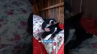 Cozy Bed For The Horse in the Winter