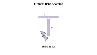 THE SKULL ( SPHENOID BONE AND ETHMOID BONE)