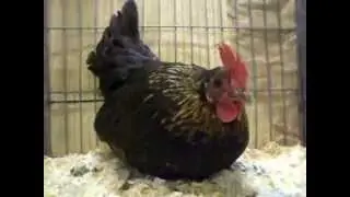 Schottische Kr&uuml;per, Scots Dumpy, National Poultry Show Telford