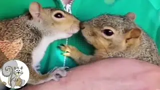 CHARLES & PEPPER - Is It Squirrel Love ?