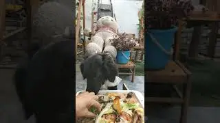 tasty YouTubeShorts#ASMR#dogasmr#dogasmreating#goldenretriever#petasmr#satisfying#eatingsounds