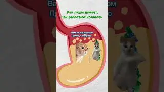 Коллаген распадается на аминокислоты, которые после всасывания не собираются снова в коллаген:(