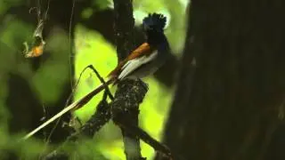 African Paradise Flycatcher