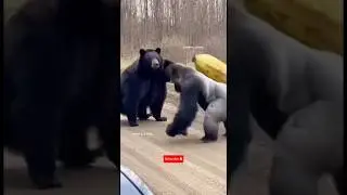 Gorilla and Bear Encounter in the Forest 🦾#ai #animals #shortvideo #funny