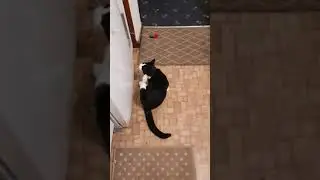 Bad Cat