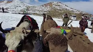Video shows introduction of handmade yaks made of #yak #dung and soil in #Qinghai's #Nangchen