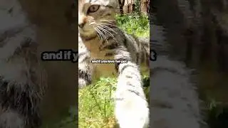 &ldquo;Watch How Cats Jump Like Tiny Ninjas! 😺💨 | Amazing Cat Skills&rdquo; #shorts  #pets #catlovers