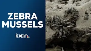 Lady Bird Lake lowered to treat zebra mussels this week