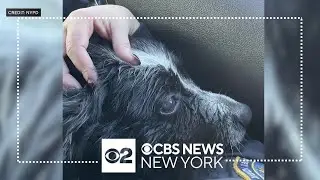 NYPD officers rescue blind dog from drowning in Baisley Pond Park