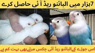 how to produce albino red eyes very low price | albino red eyes produce in just 7 thousand