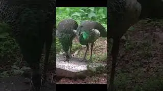 Mesmerizing Peacocks Visit My Bird Table! 🦚 Beautiful Peacock Feeding and Display