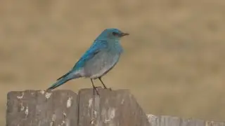 Mountain Bluebird! | Spot