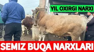 SEMIZ BUQA NARXLAR‼️YIL OXIRIDA NIMA BOLYAPTI‼️ASAKA BUQA BOZORI