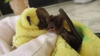 Liam The Long-Eared Bat Pays A Brief Visit