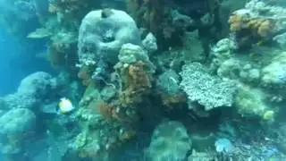 Discovery Scuba Diving in Tomia Island Wakatobi