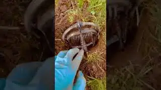 How to set a mole trap