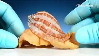 The Secret Behind Seashells Where Seashells Come From and How They&rsquo;re Made