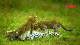 leopard and panther cute baby