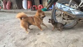Friendly Mama Dog and Puppy Turn Grumpy During Playtime! | Cute Puppy Videos.
