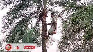 How To Collect Juice From Date Palm Trees