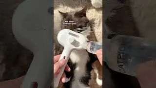 Transform Grooming Time with This Amazing Brush! #cats #kittens