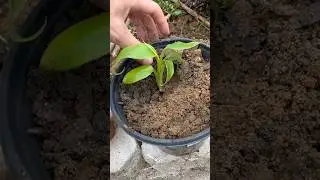 Banana Basjoo Tree - Hardy to zone 5 and grows in full shade!