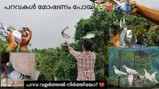 എന്റെ പറവകൾ മോഷണം പോയി😭😭 (ഞാൻ പറവ വളർത്തൽ നിർത്താൻപോവുകയാണ് )🙂💔