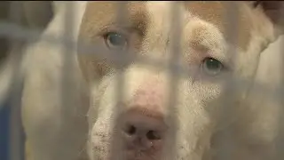 Lifeline Animal Project asks community to consider 'snuggle buddy' for winter weather