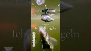 Ich will angeln / wir hassen brassen / zander #angeln #karpfenangeln