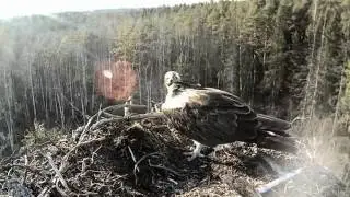 Kalakotka Ospryes, Estonia - 04/25/13 Female leaves nest