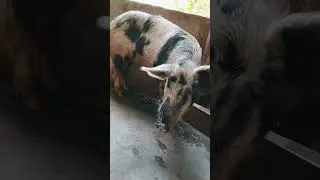 #shvlog #pig #youtubeshorts #viralvideo #farming