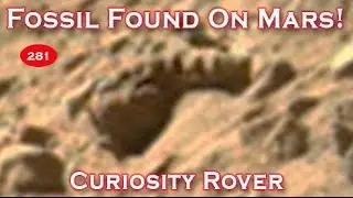 Fossil Imaged Next To NASA's Curiosity Rover Wheels With MAHLI Camera